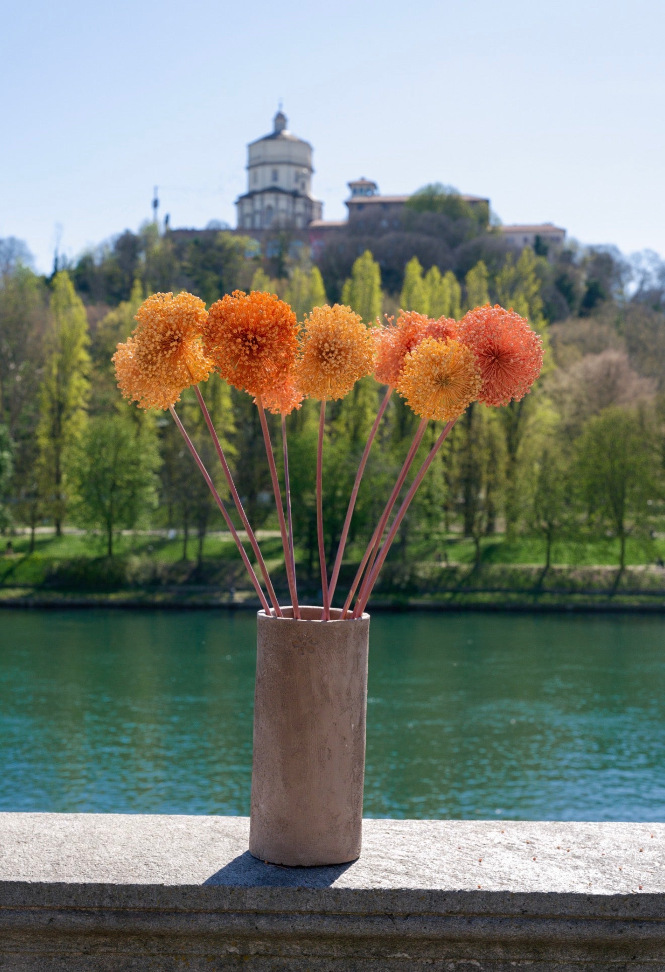 Allium – Sfumature Albicocca (fiore essiccato decorativo)