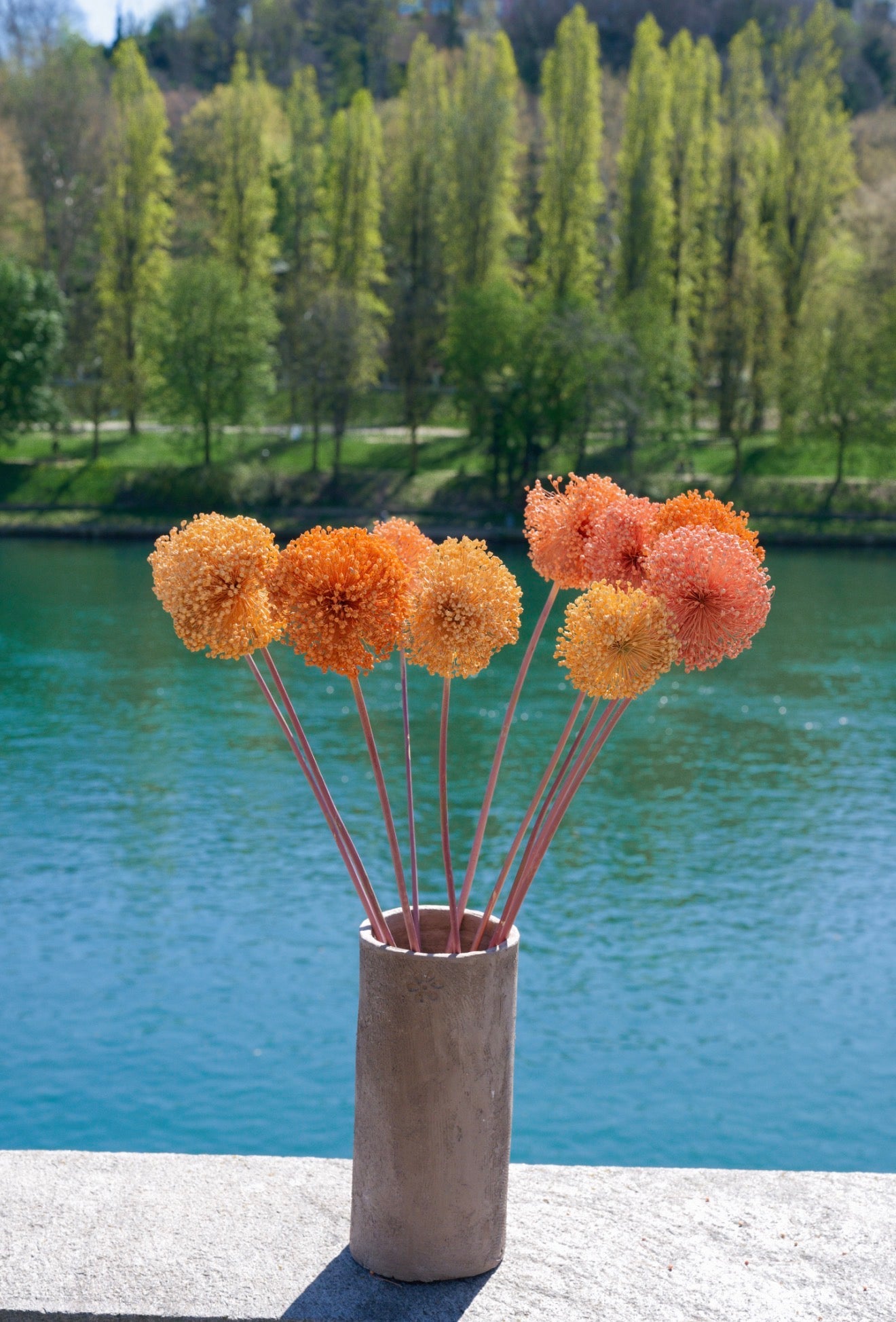 Allium – Sfumature Albicocca (fiore essiccato decorativo)