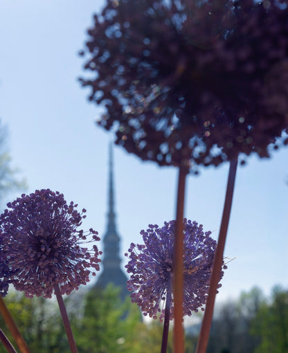 Allium – Sfumature Lilla (fiore essiccato decorativo)